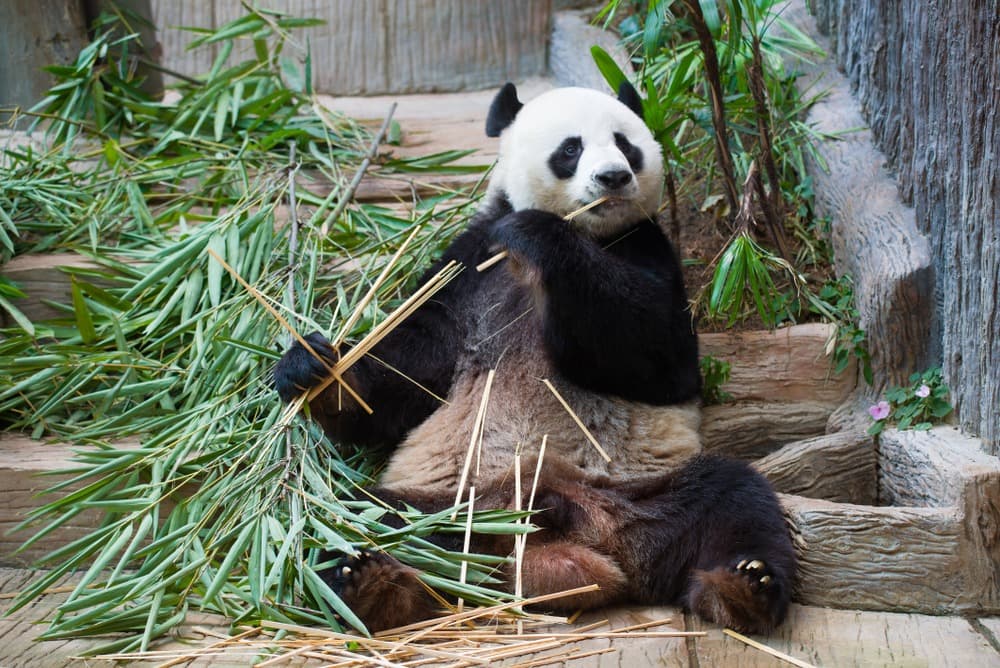 Chiang Mai Zoo