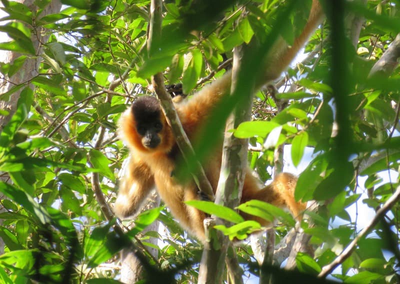 Beobachtung der Gibbons